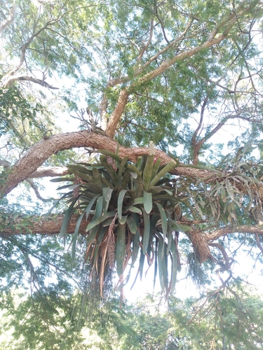 Aechmea longicuspis, photograph 5