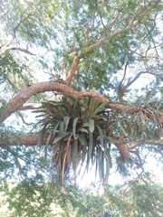 Aechmea longicuspis, photograph author not stated, no rights reserved