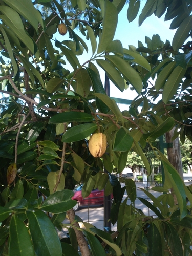 Annona montana