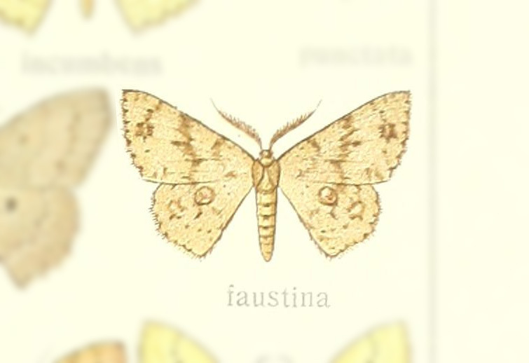 Perixera faustina
