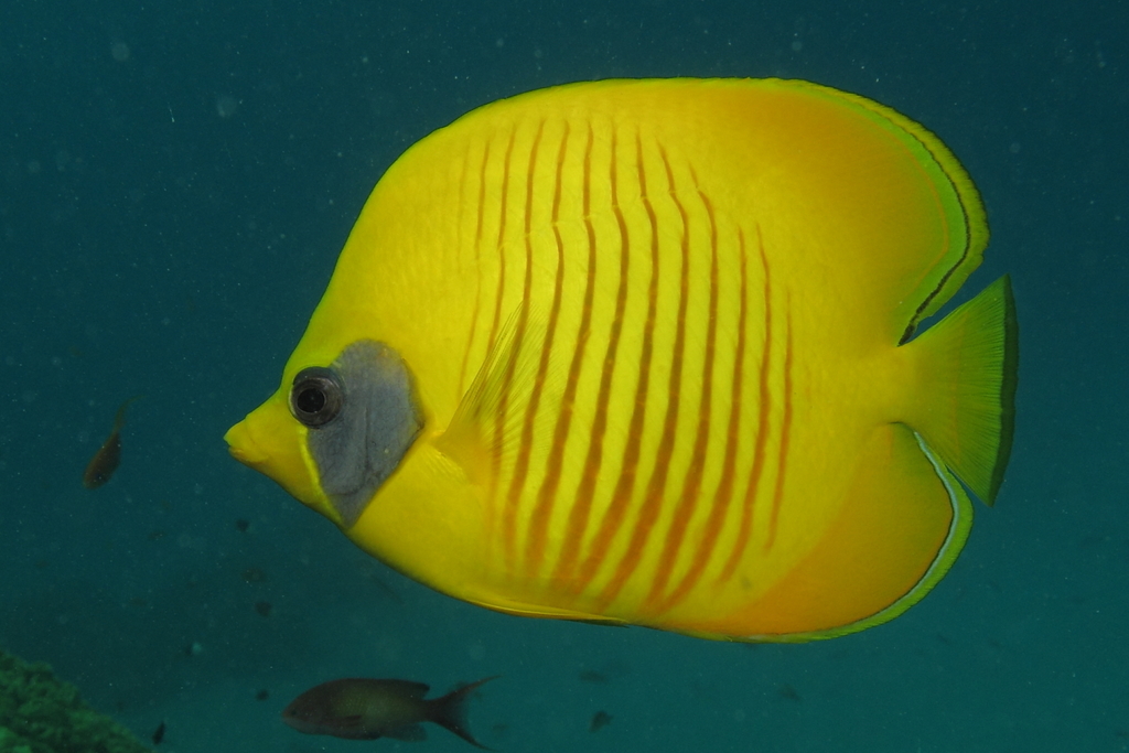 Addis Butterflyfish