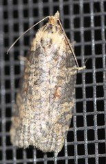 Cryptoptila australana