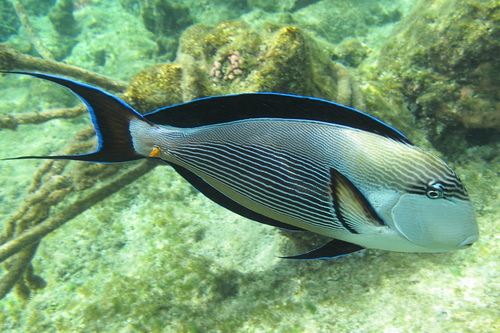 Sohal Surgeonfish