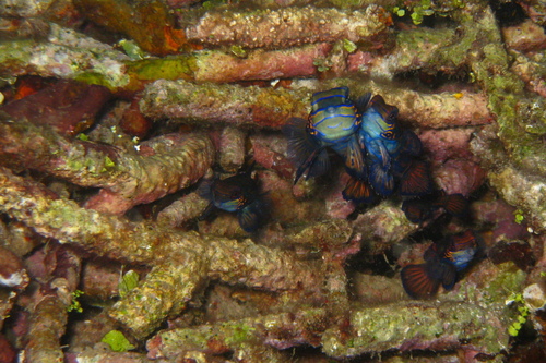 Synchiropus splendidus