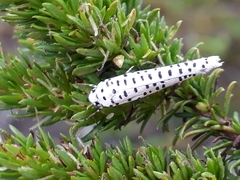 Yponomeuta strigillatus