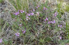 Astragalus vexilliflexus