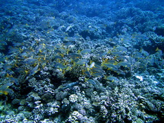 Lutjanus monostigma