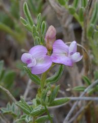 Astragalus vexilliflexus