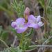 Astragalus vexilliflexus - Photo (c) whitemud, algunos derechos reservados (CC BY-NC), uploaded by whitemud