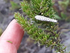 Yponomeuta strigillatus