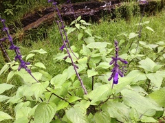 Salvia concolor