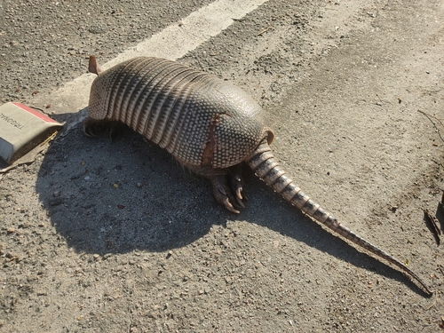 Southern Long-nosed Armadillo photographed in Louisiana