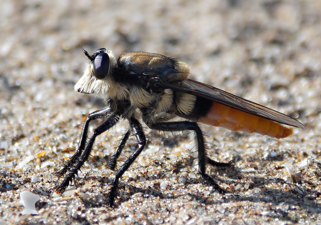 Eccritosia rubriventris