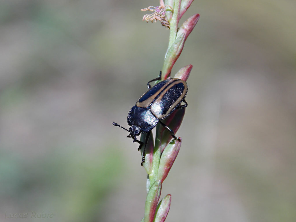 Megischyrus zonalis