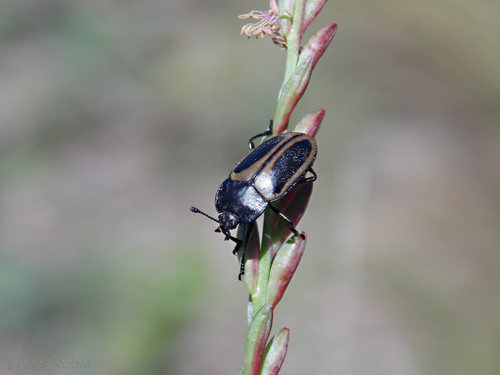 Megischyrus zonalis