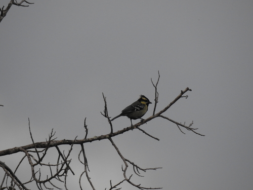 Indian Black-lored Tit (Machlolophus aplonotus), photo 6