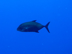 Caranx lugubris