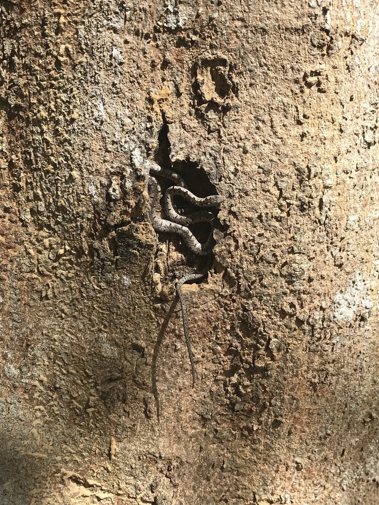 Eastern Bark Snake