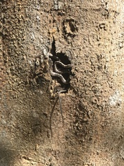 Eastern Bark Snake