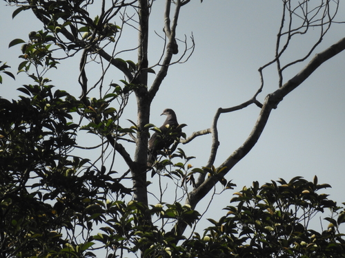 Malabar Imperial Pigeon (Ducula cuprea), photo 2