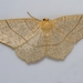 Straw Besma Moth - Photo (c) Ilona L, some rights reserved (CC BY-NC-SA)