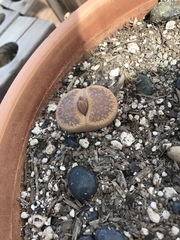 Lithops
