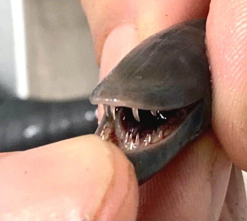 Caecilians