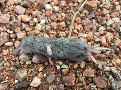 Notiosorex crawfordi