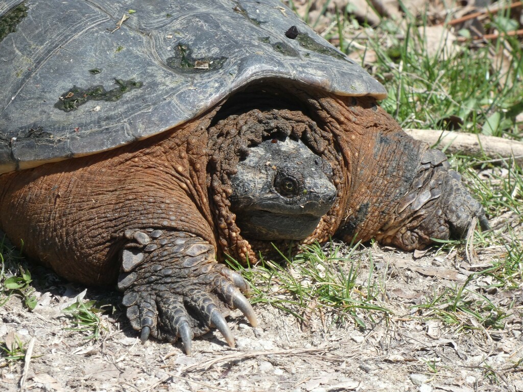 Common Snapping Turtle From New Toronto, Toronto, On, Canada On April 