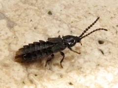 Phosphaenus hemipterus