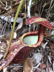Nepenthes rafflesiana