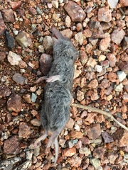 Notiosorex crawfordi