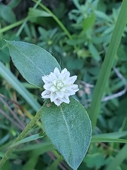 Gomphrenoideae