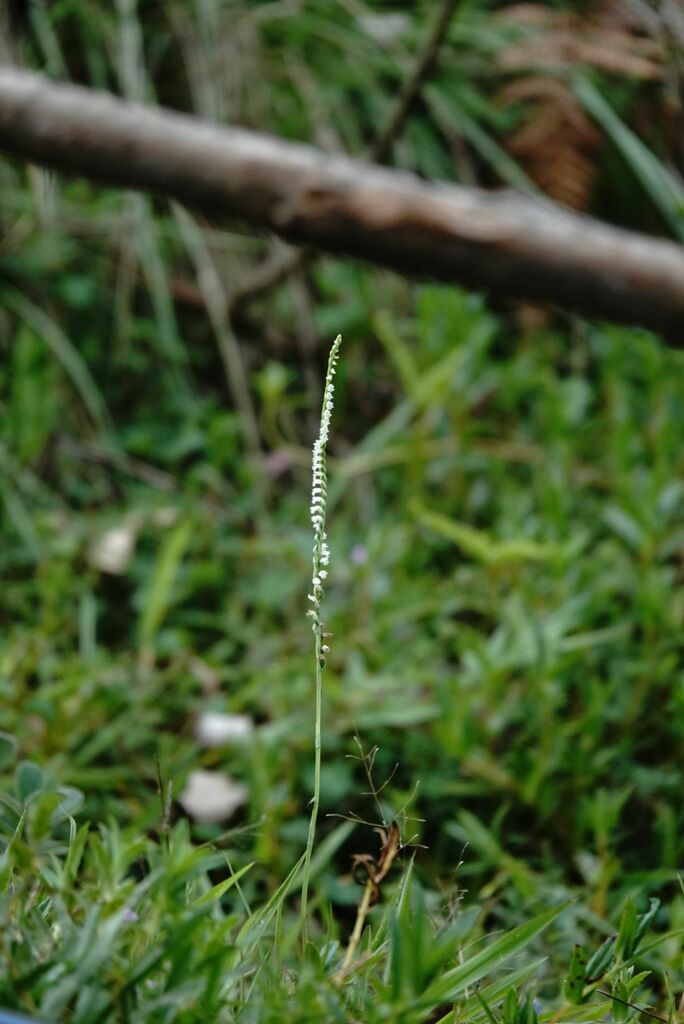 Spiranthes flexuosa