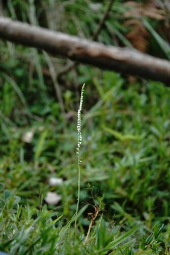 Nepalese Ladies'-tresses (Spiranthes flexuosa)