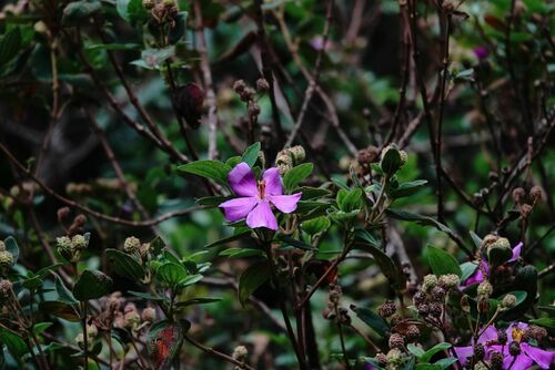 Beddome's Osbeckia (Osbeckia reticulata)
