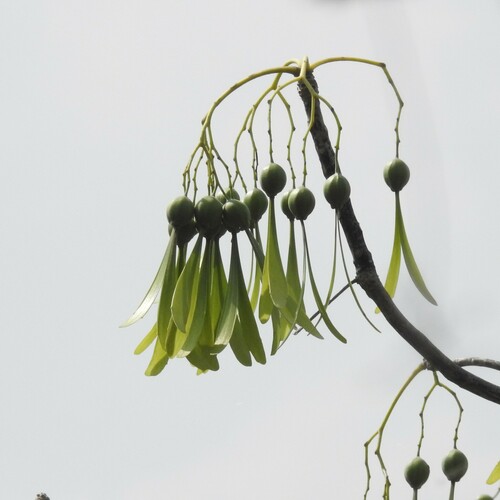 Helicopter tree (Gyrocarpus americanus)