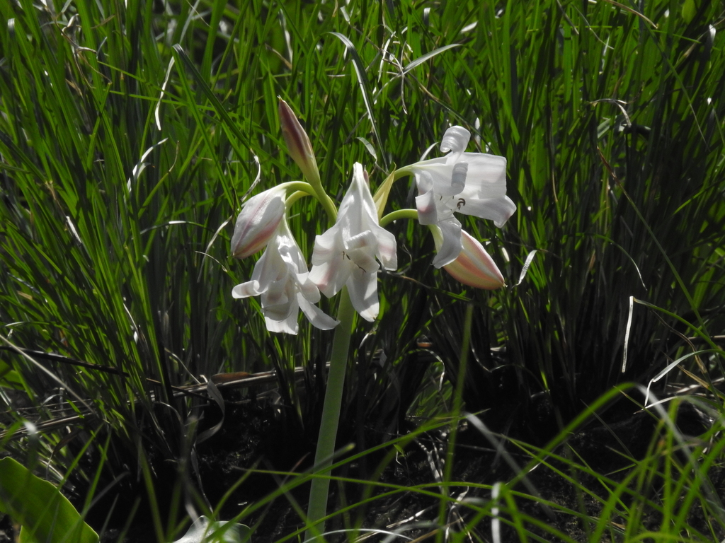 Crinum latifolium; photograph (c) Paulmathi Vinod, some rights reserved (CC BY)