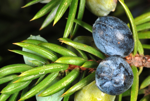 Paprastasis kadagys nuotrauka