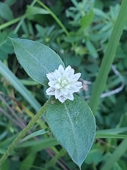 Gomphrenoideae