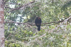 Pithecia chrysocephala