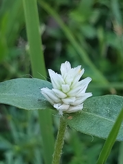 Gomphrenoideae
