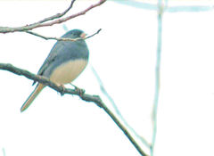 Junco hyemalis