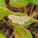 Cyclophora culicaria - Photo (c) Laura Gaudette, algunos derechos reservados (CC BY), subido por Laura Gaudette