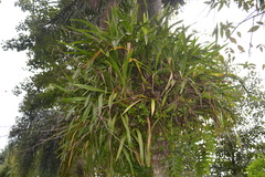 Oncidium sphacelatum