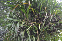 Oncidium sphacelatum