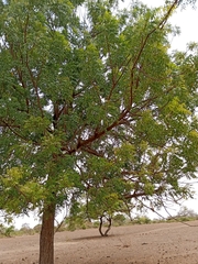 Azadirachta indica image