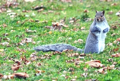 Sciurus carolinensis