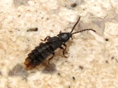 Phosphaenus hemipterus