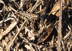 Melanoplus devastator